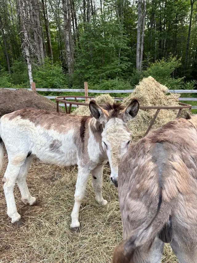 donkey for sale