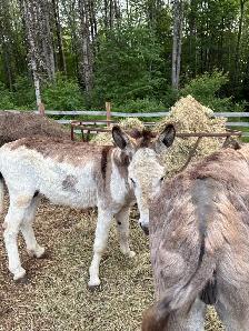donkey for sale