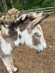 donkey for sale - Photo 2