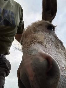 donkey for sale - Photo 3