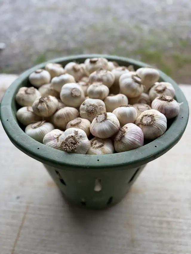 white music garlic