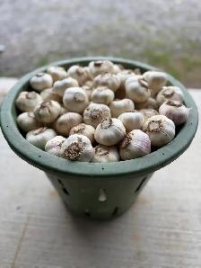 white music garlic