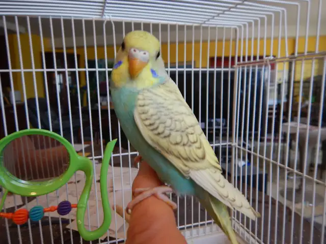 8  WEEK  OLD  BABY  BUDGIES  FOR  SALE