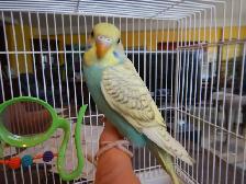 8  WEEK  OLD  BABY  BUDGIES  FOR  SALE