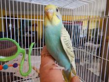 8  WEEK  OLD  BABY  BUDGIES  FOR  SALE - Photo 2