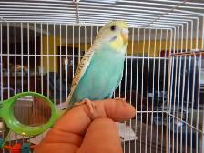 8  WEEK  OLD  BABY  BUDGIES  FOR  SALE - Photo 4