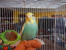 8  WEEK  OLD  BABY  BUDGIES  FOR  SALE - Photo 5