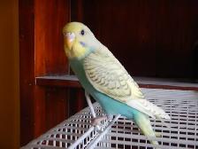 8  WEEK  OLD  BABY  BUDGIES  FOR  SALE - Photo 6