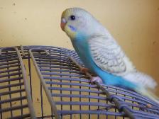 8  WEEK  OLD  BABY  BUDGIES  FOR  SALE - Photo 7