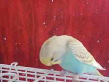 8  WEEK  OLD  BABY  BUDGIES  FOR  SALE - Photo 8