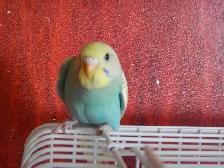 8  WEEK  OLD  BABY  BUDGIES  FOR  SALE - Photo 9