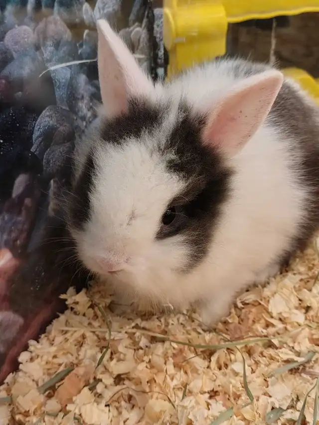 baby lionhead rabbits