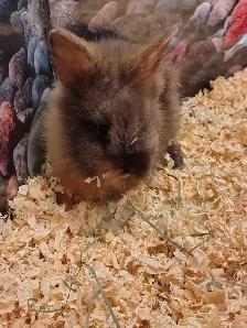baby lionhead rabbits - Photo 3