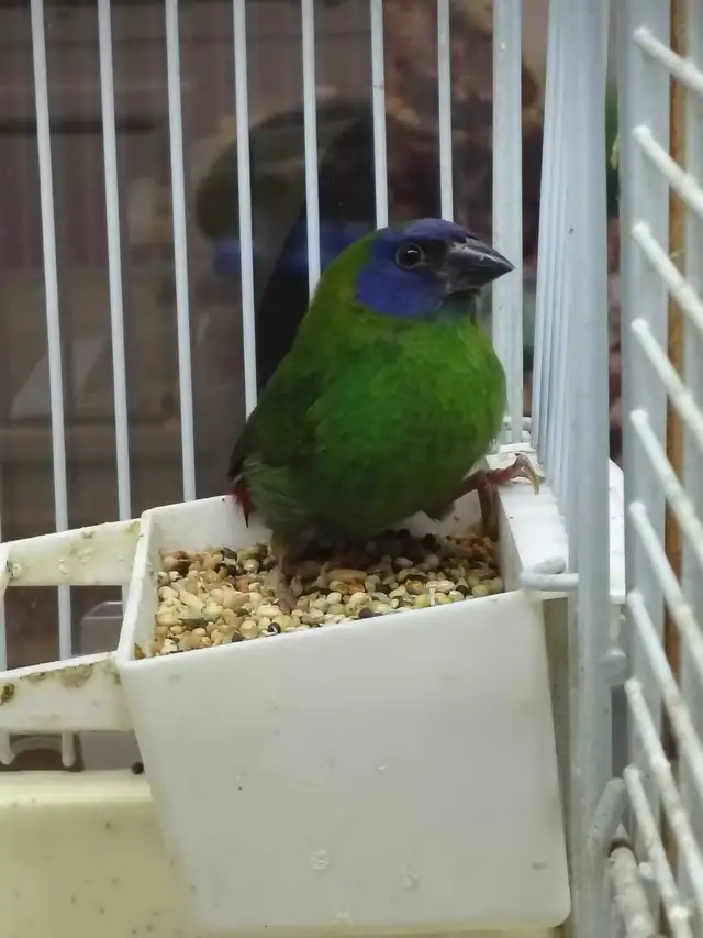 blue headed parrot finches