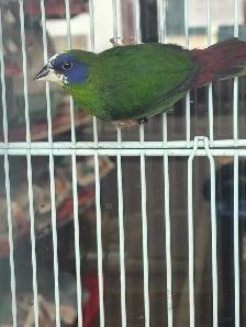 blue headed parrot finches - Photo 2