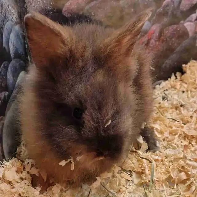 baby lionhead rabbits