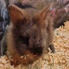 baby lionhead rabbits