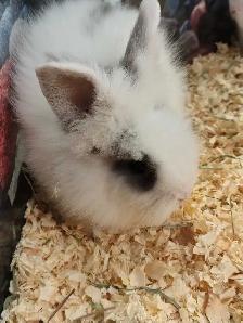 baby lionhead rabbits - Photo 2