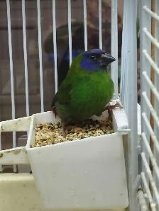 blue-faced parrot finches