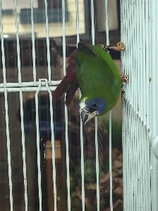 blue-faced parrot finches - Photo 2