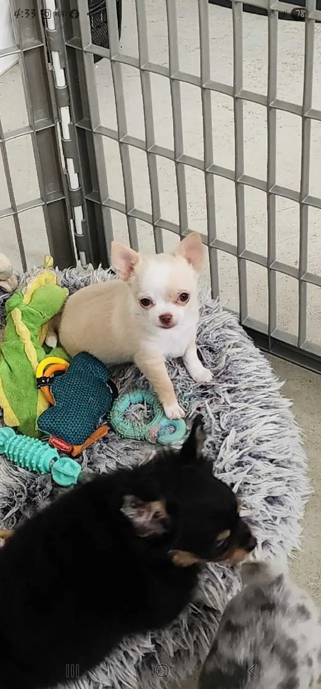 Chihuahua 2 female puppies ready to go