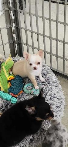 Chihuahua 2 female puppies ready to go