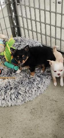 Chihuahua 2 female puppies ready to go - Photo 2