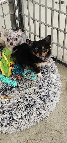 Chihuahua 2 female puppies ready to go - Photo 3