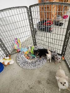 Chihuahua 2 female puppies ready to go - Photo 5