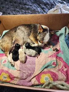 Chihuahua 2 female puppies ready to go - Photo 6
