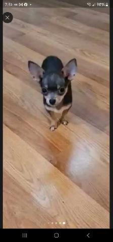 Chihuahua 2 female puppies ready to go - Photo 7
