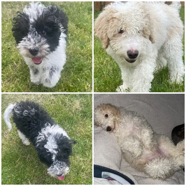 Golden Doodle Puppies