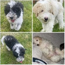 Golden Doodle Puppies