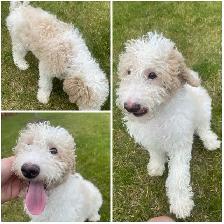 Golden Doodle Puppies - Photo 3