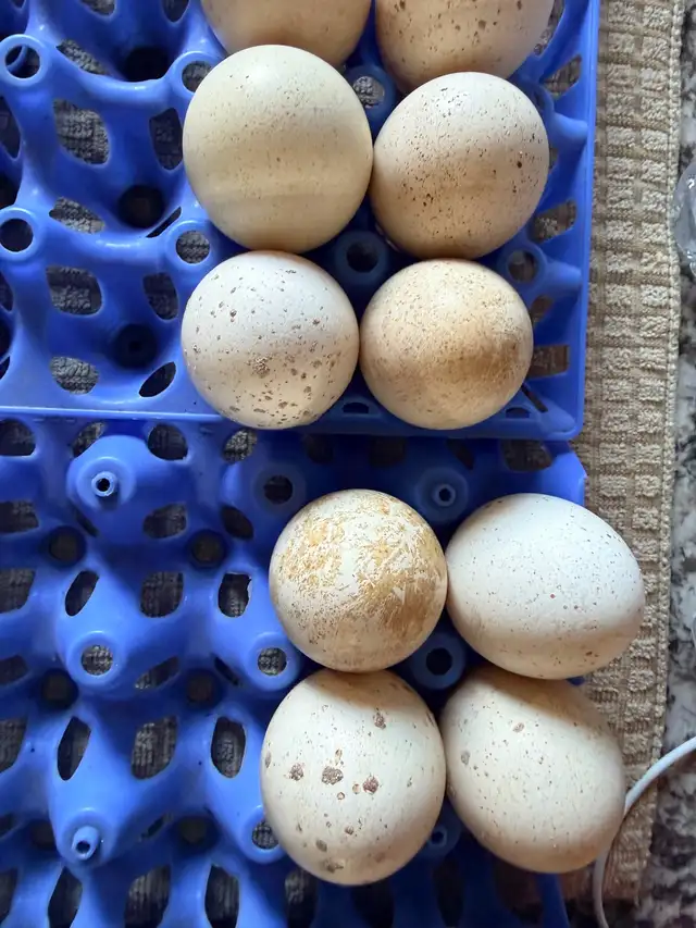 Goose and turkey eggs ! $5 each!