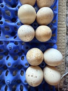 Goose and turkey eggs ! $5 each!