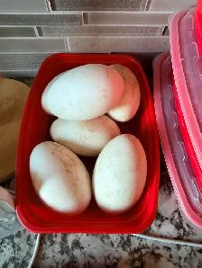 Goose and turkey eggs ! $5 each! - Photo 2