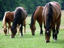 Stable Manager Wanted - Photo 5