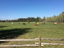 Stable Manager Wanted - Photo 9