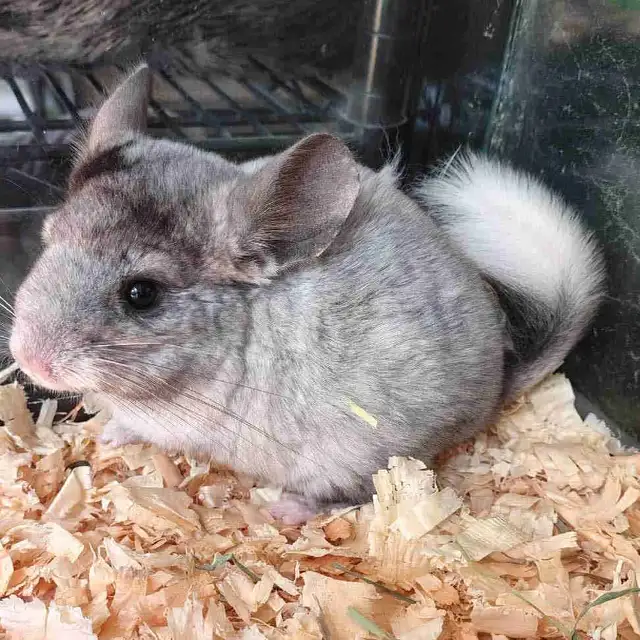 baby chinchillas