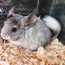 baby chinchillas