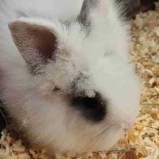 lionhead rabbits