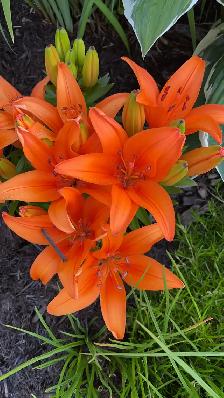 Garden Services - Photo 3