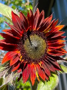 Garden Services - Photo 6