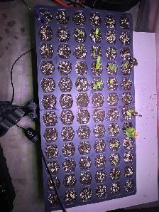 Garden Services - Photo 8
