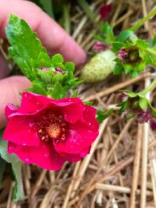 Garden Services - Photo 9