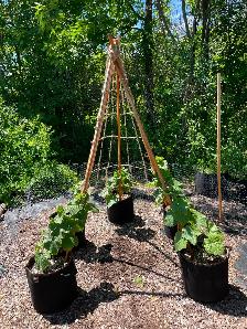 Garden Services - Photo 10