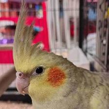 baby cockatiel