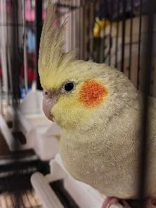 baby cockatiel - Photo 2