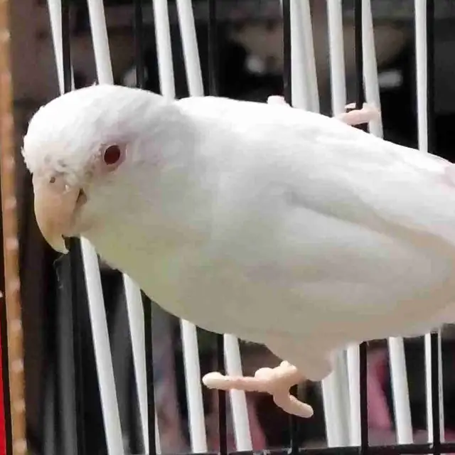albino baby parrotlet